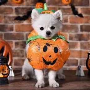 Picture for category Halloween